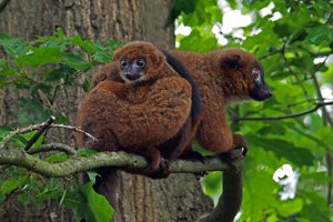 Ranomafana National Park - soorten lemuren Madagascar