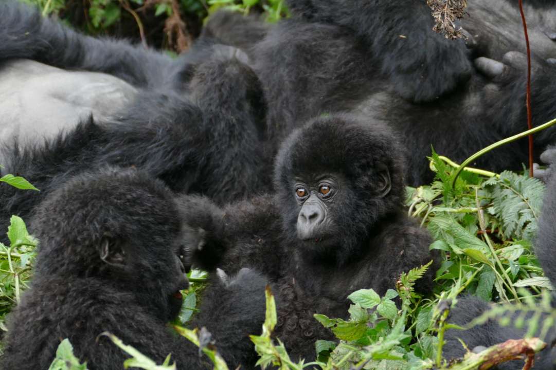 rwanda gorilla