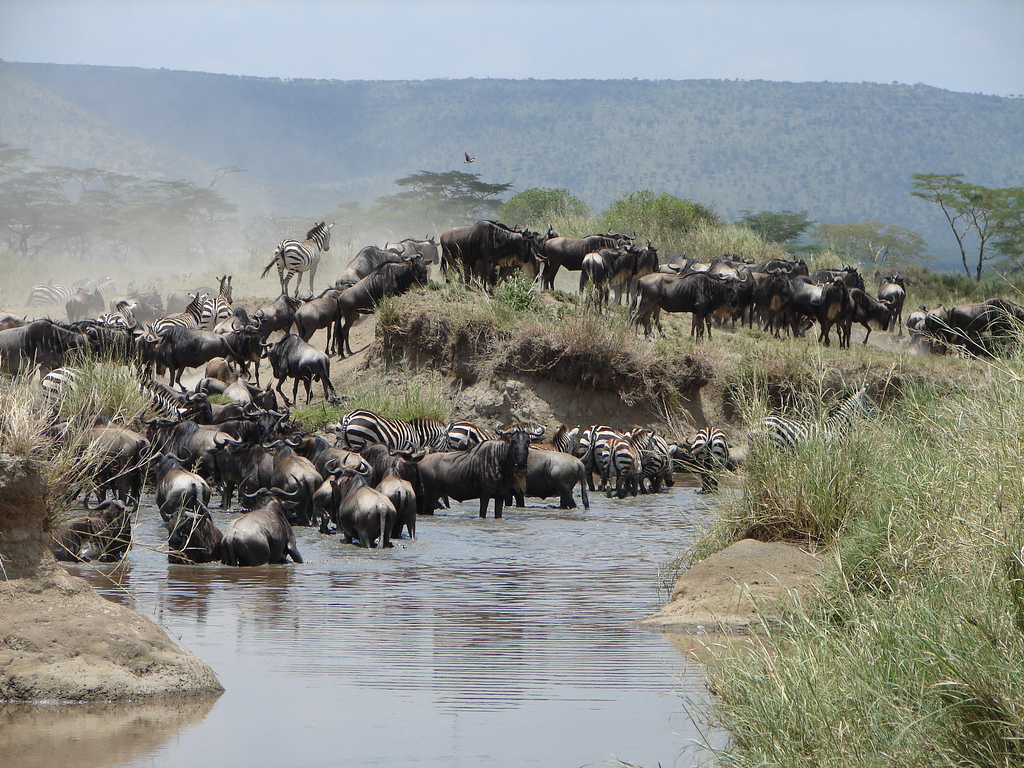Migratie seizoen Serengeti | migratie seizoenen Tanzania | wanneer wildebeest migratie