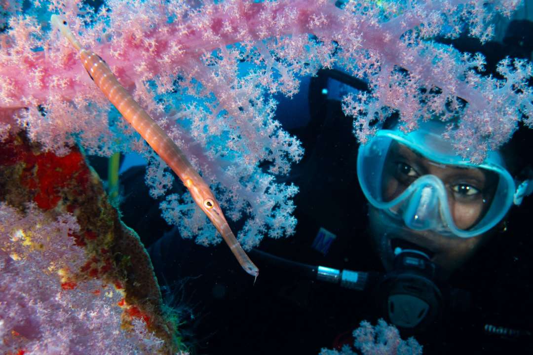 Snorkelen en duiken in Mauritius